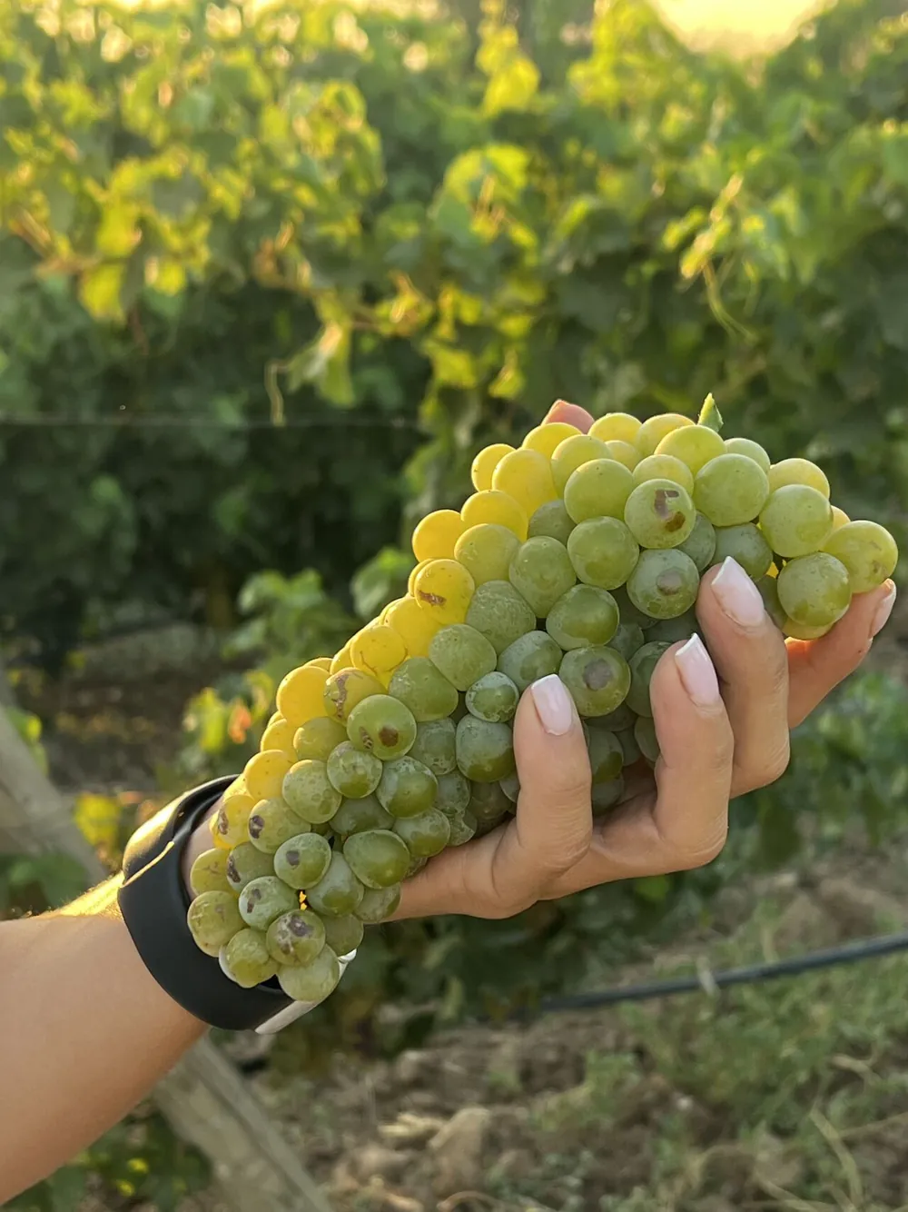 Bornova misketi Sevilen'in Menderes'teki bağlarında yetiştiriliyor
