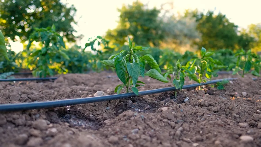 Bölgedeki üreticilerle iş birliği yapan OSB yönetimi, damlama sulama konusunda destek veriyor