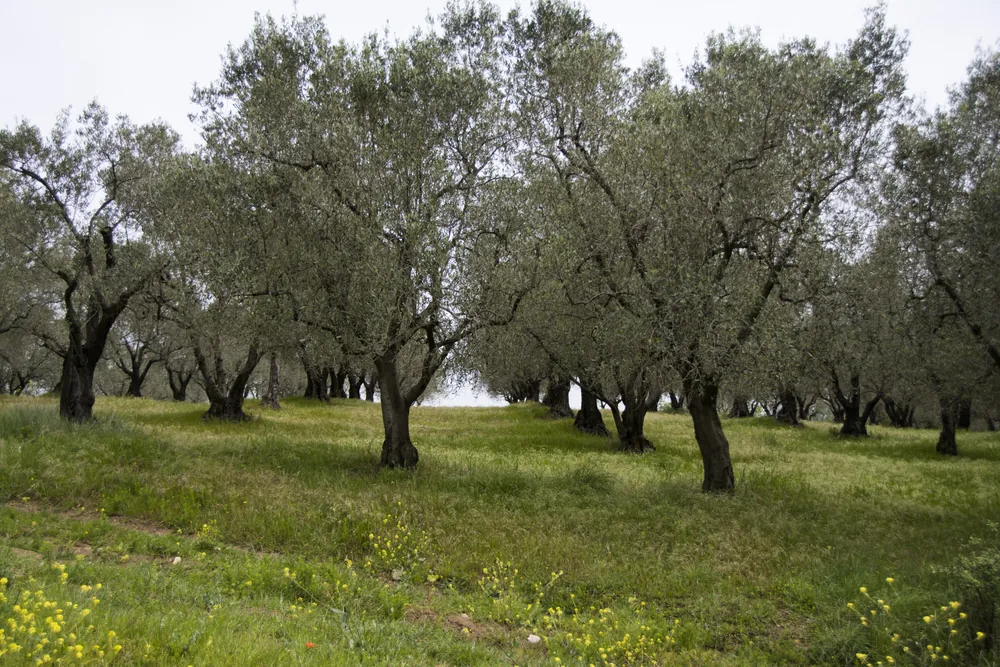 Zeytin üretimi bir yandan madenciliğin diğer yandan iklim değişikliğinin kıskacında