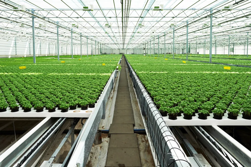 Uğur Barkan, yapacakları sera yatırımında Avrupa'nın en ileri teknolojilerinden faydalanacağını söyledi