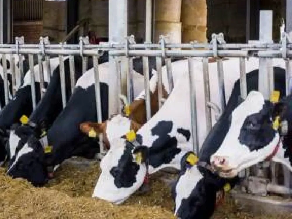 Süt üreticileri Yeni Zelanda’yı örnek aldı: Hedef ulusal kooperatif