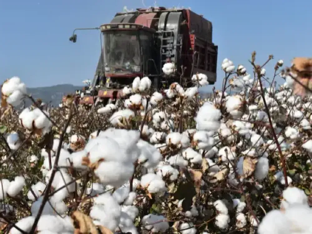 Pamuk rekoltesine yağmur revizyonu