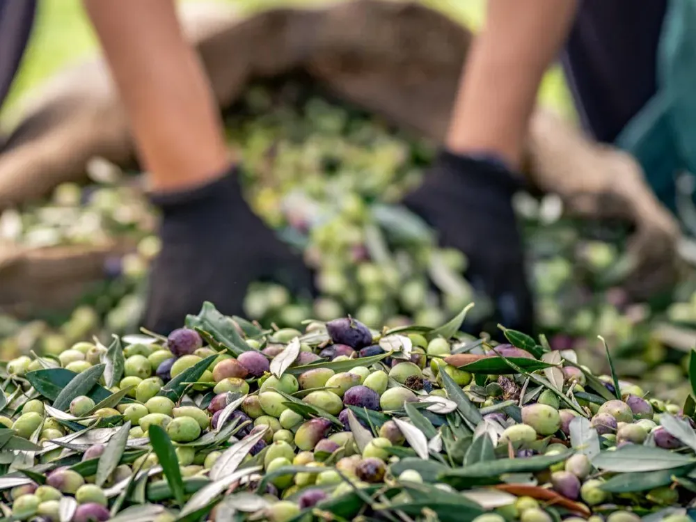 Zeytinin başkentinte bir konkordato talebine daha ret 