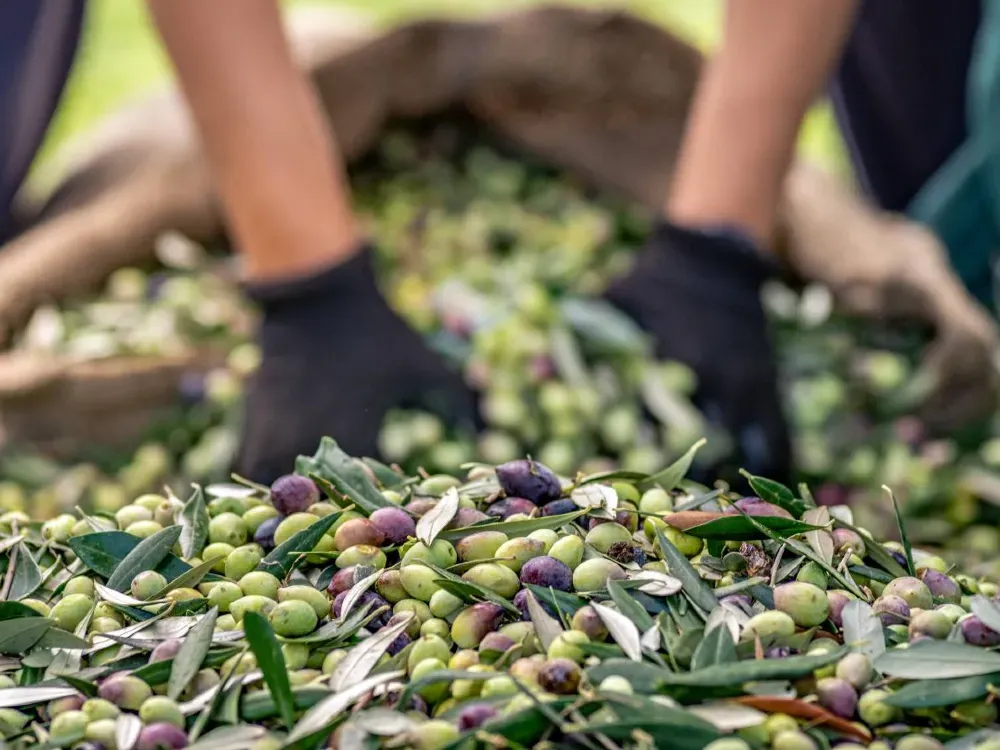 Zeytinyağı dibe çöktü, başkan bile fabrikasını erken kapattı