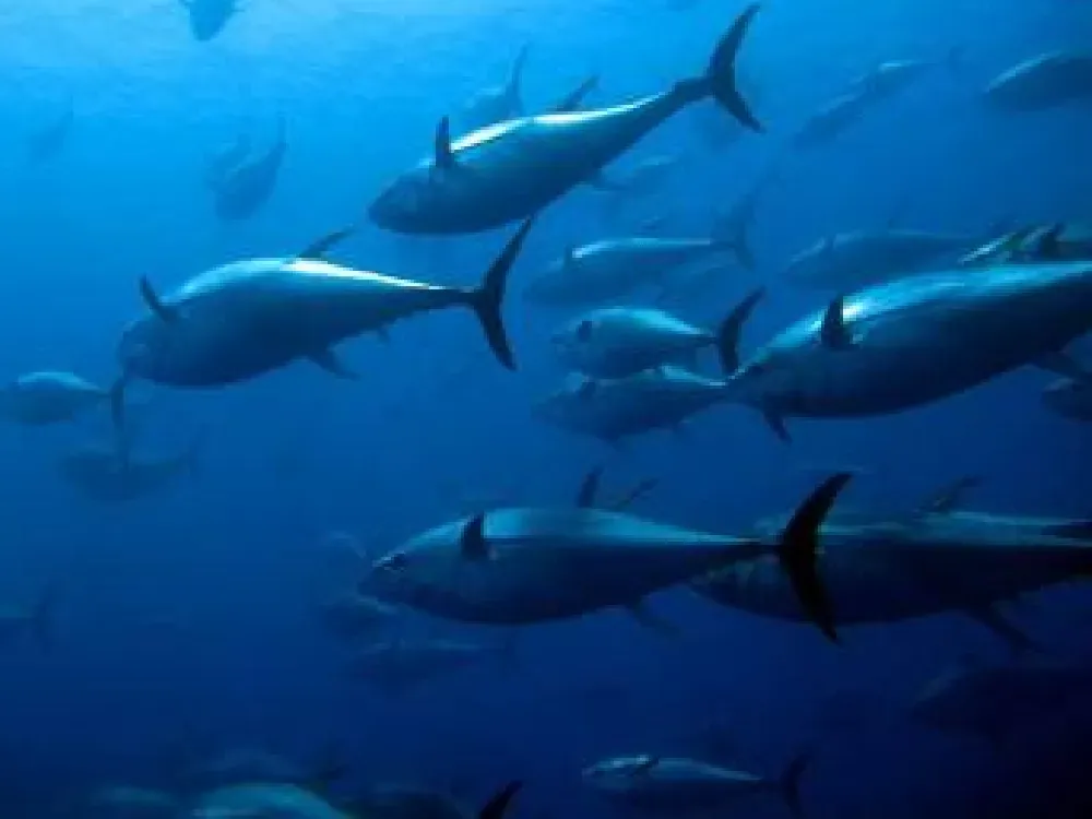 Türkiye ocak ayında 207 milyon dolarlık balık ihraç etti