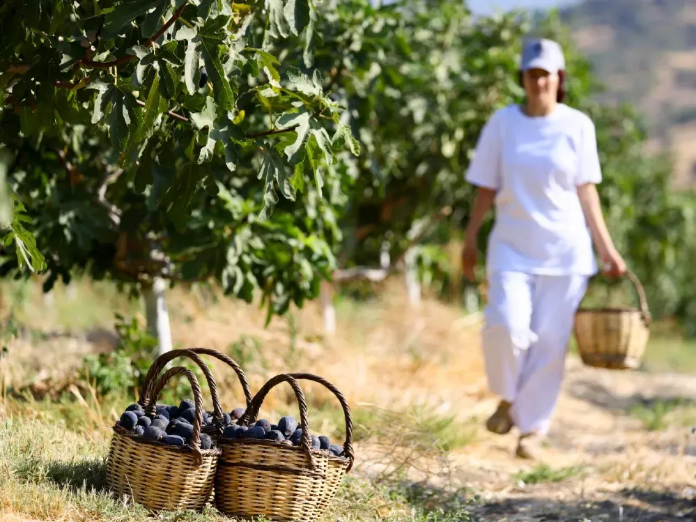 Siyah orak incirinde hasat zamanı 