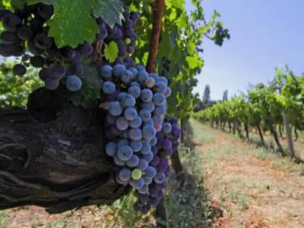 Mezattan satılık asırlık şarap fabrikası