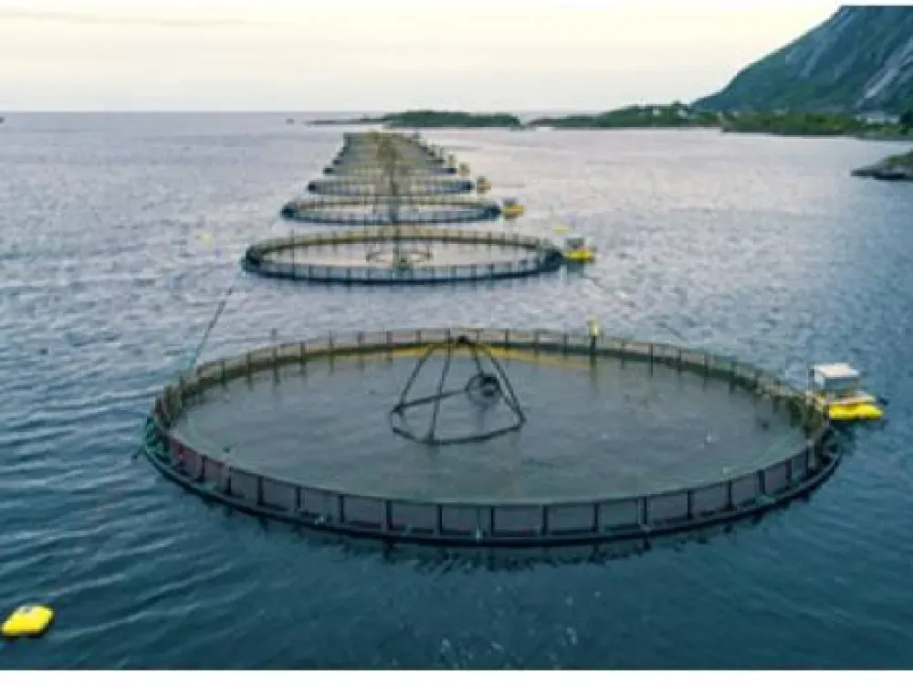 Rekabet Kurulu faturayı kesti: İzmirli balıkçıya 8,1 milyon TL ceza