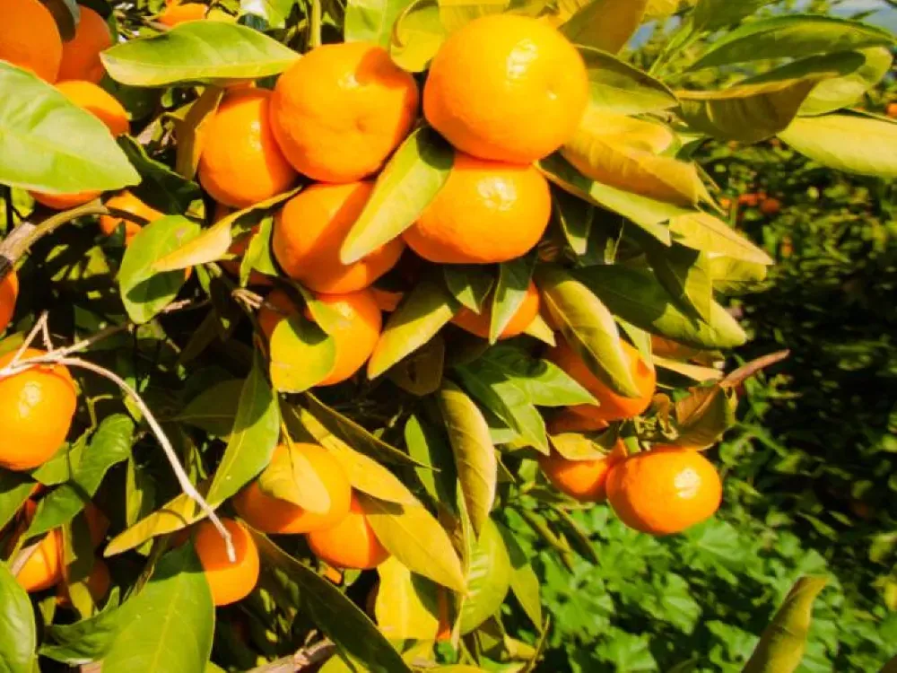 Mandalina ihracatından 500 milyon dolar gelecek