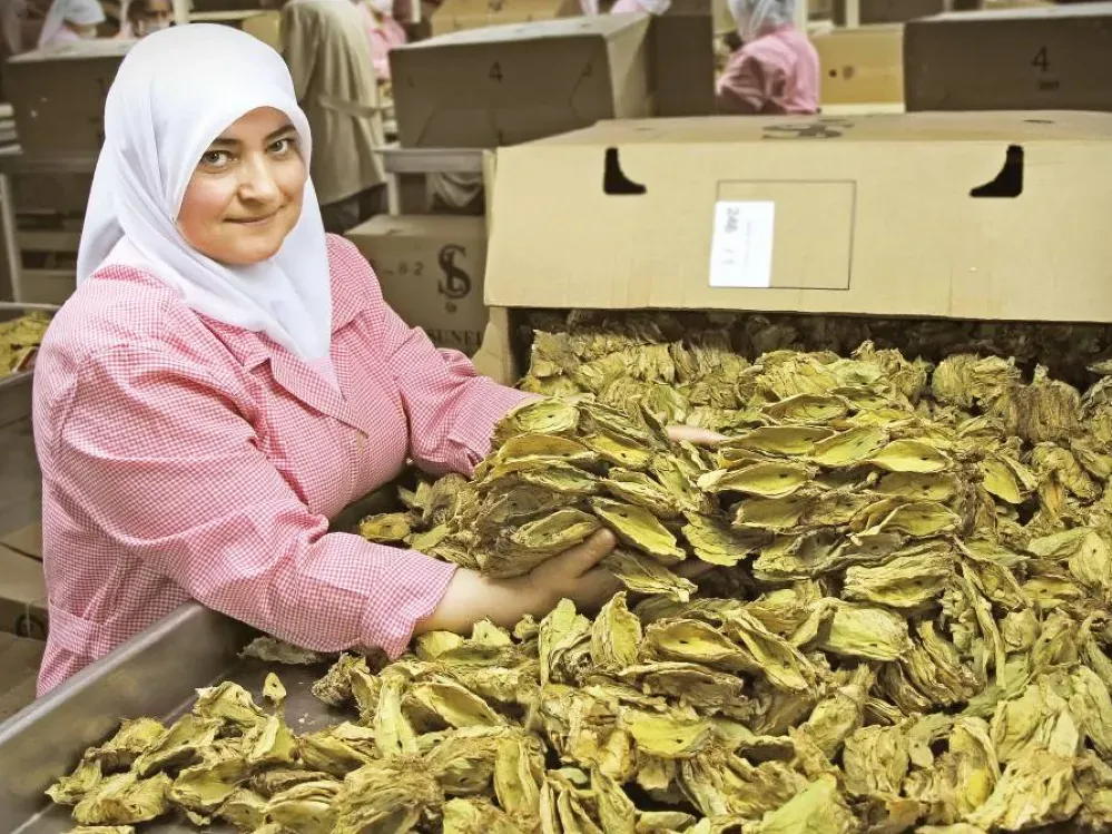 Tütün ihracatı bir milyar dolara yaklaştı