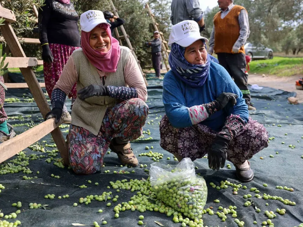 Çömez’den zeytinyağı iddiası: Enflasyon için TARİŞ’e talimat verildi
