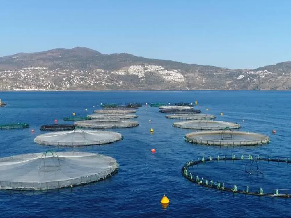 Rekabet Kurulu ceza yağdırdı… Balıkçı uzlaşma istedi